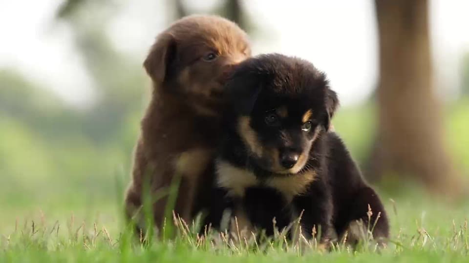 Rescued puppy moment