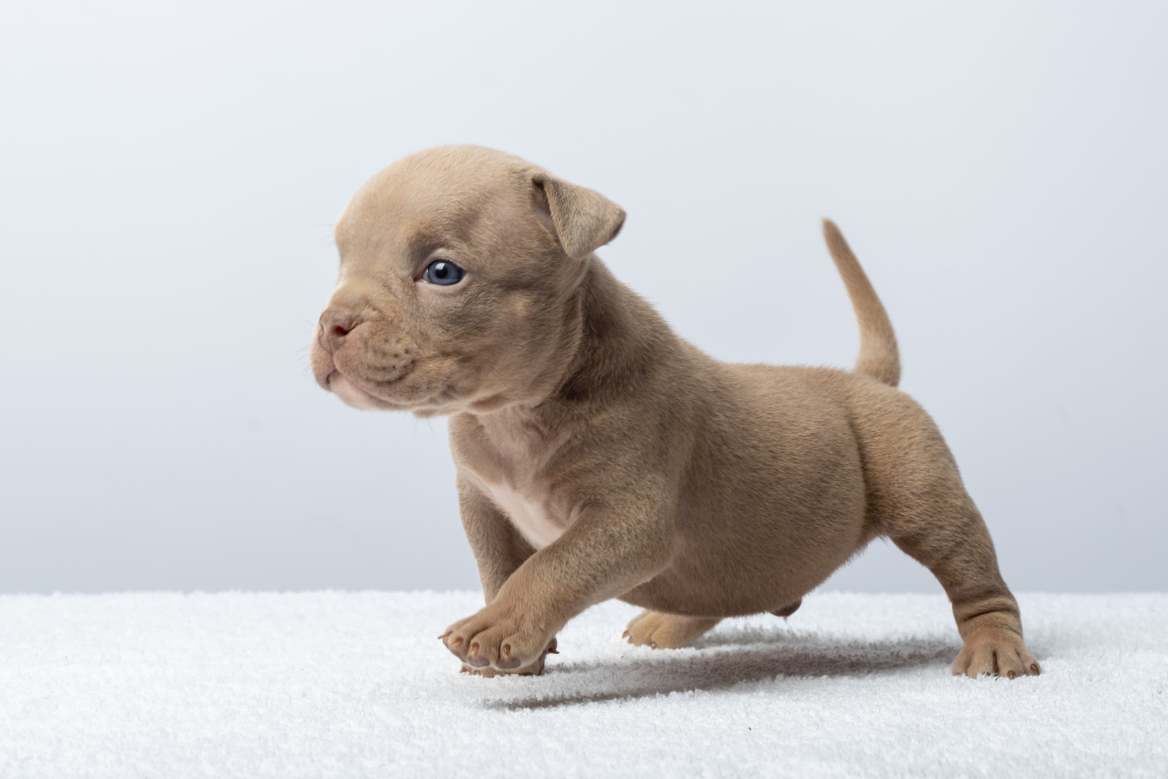 A young brown puppy walking on a bright white soft surface