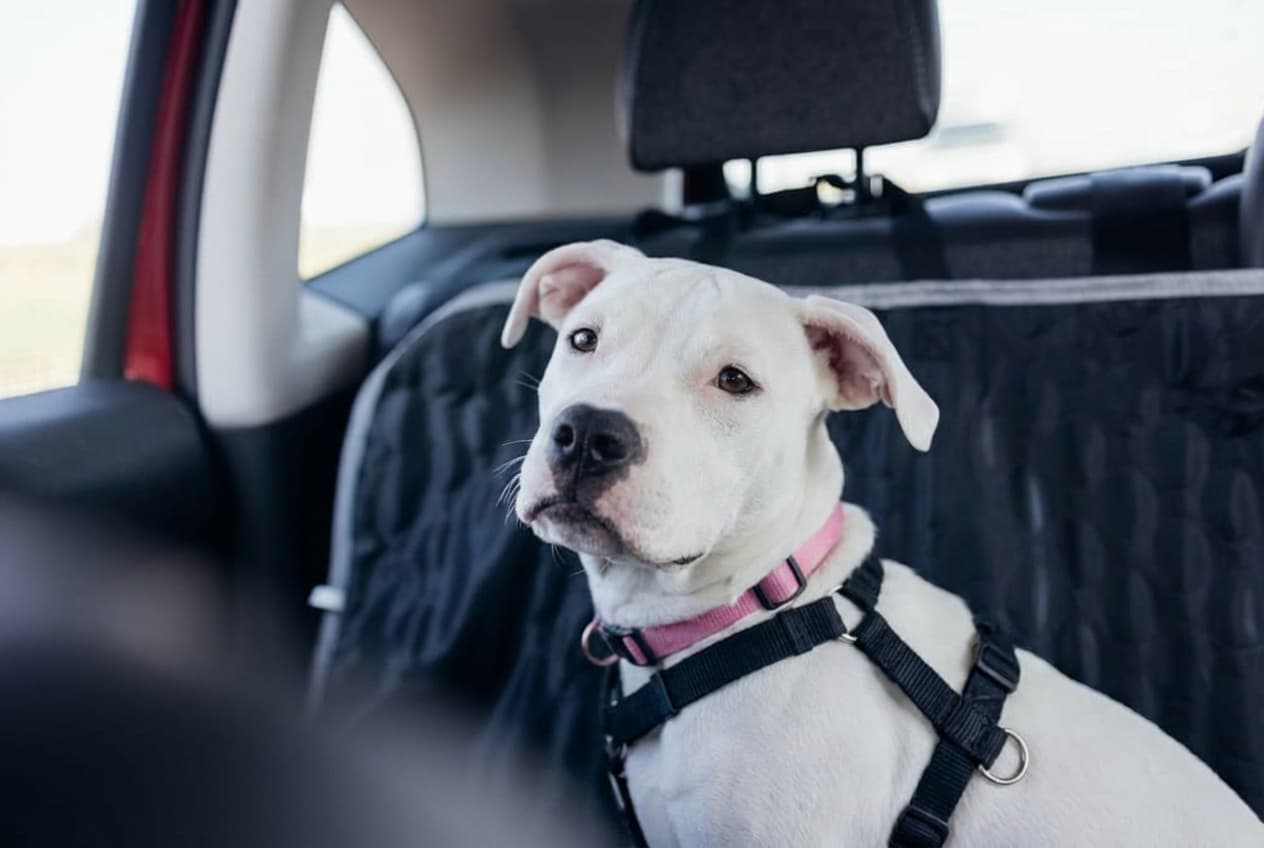 A rescue puppy secured in a harness, riding safely in a car on the way to its next stop