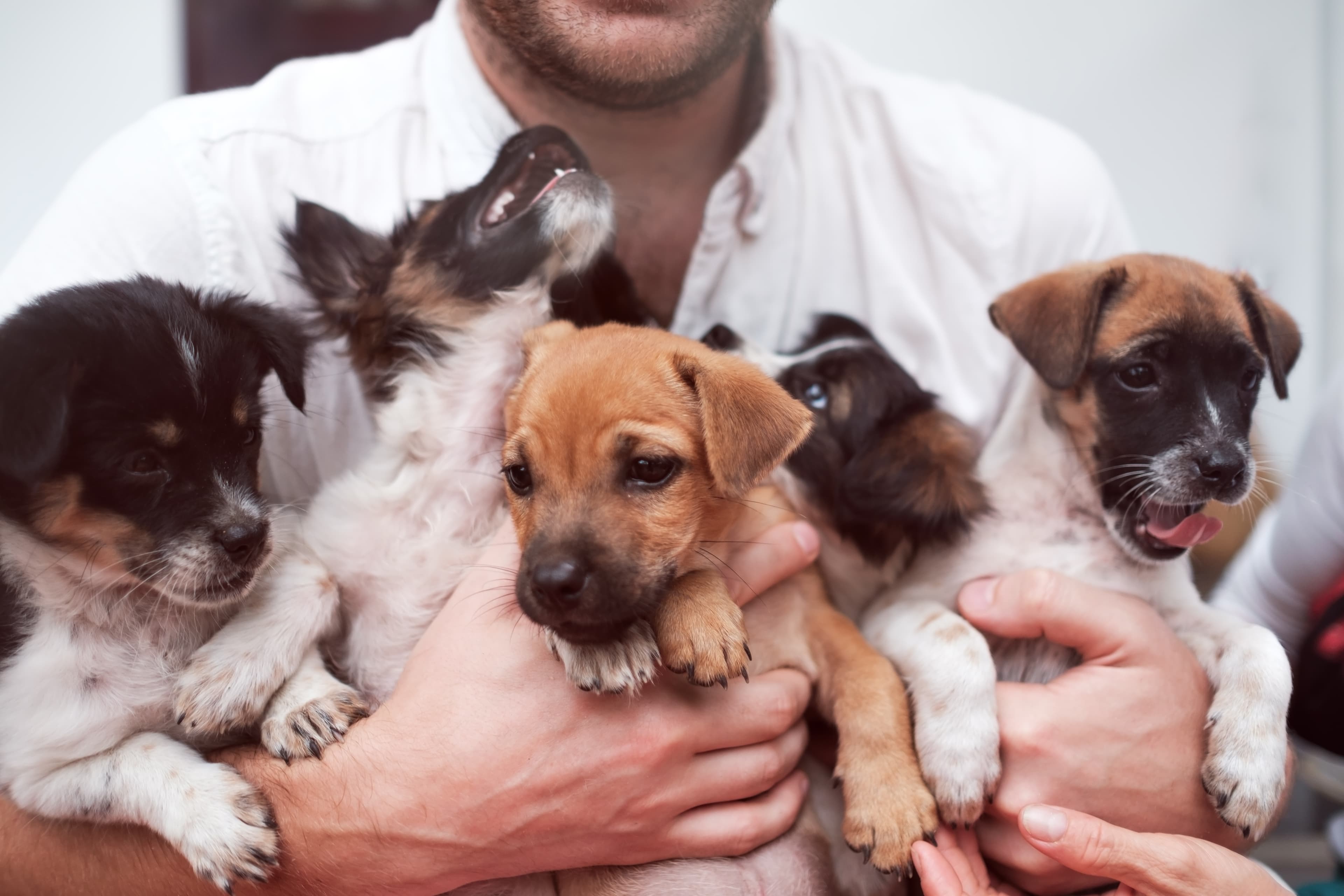 Rescued puppies being held together on the way to foster care